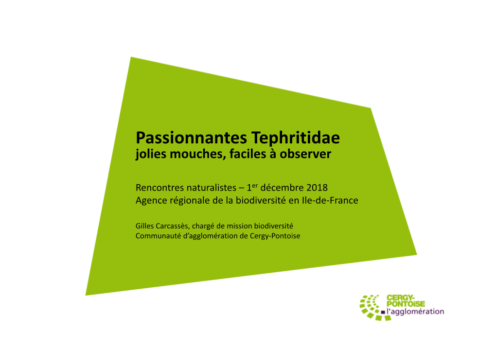 Passionnantes Tephritidae Jolies Mouches, Faciles À Observer