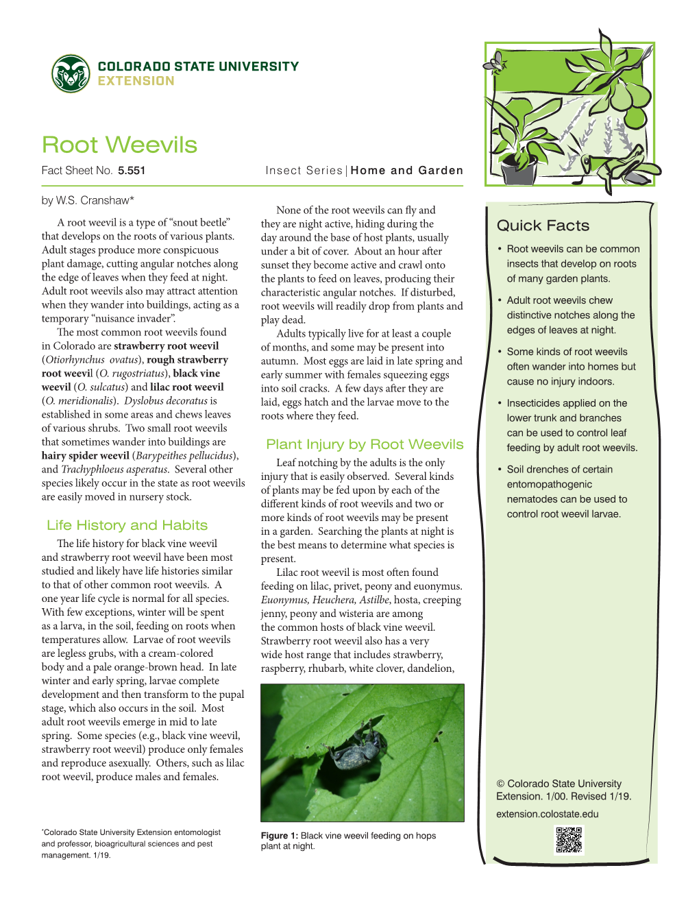 Root Weevils Fact Sheet No