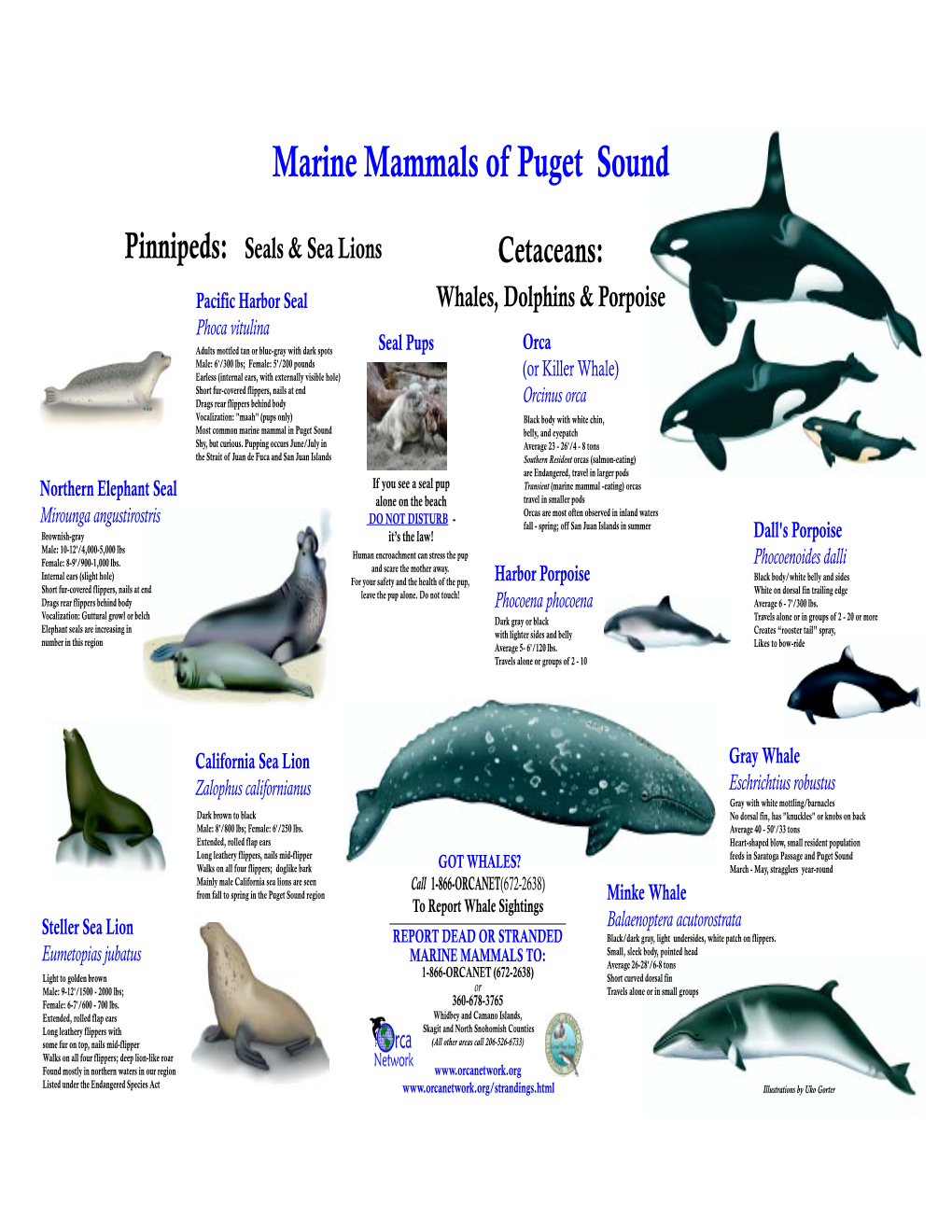 Commonly Found Marine Mammals of Puget Sound - DocsLib