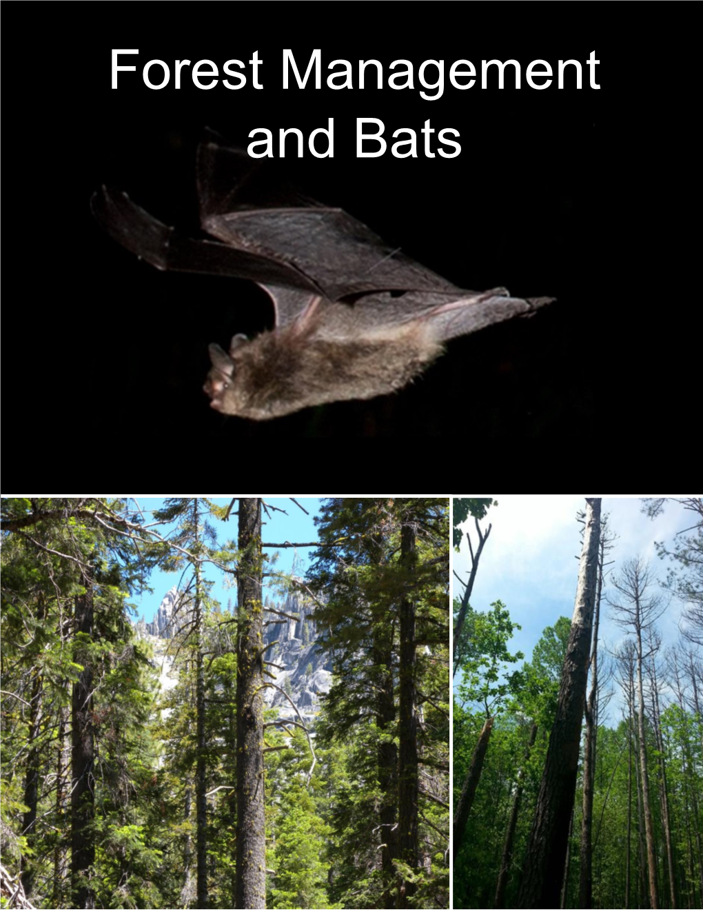 Forest Management and Bats