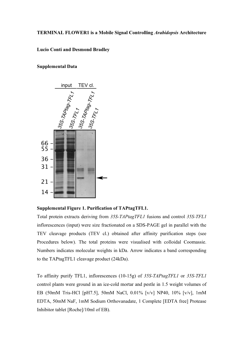 TERMINAL FLOWER1 Is a Mobile Signal Controlling Arabidopsis Architecture