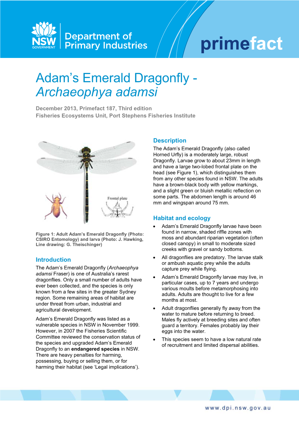 Adam's Emerald Dragonfly