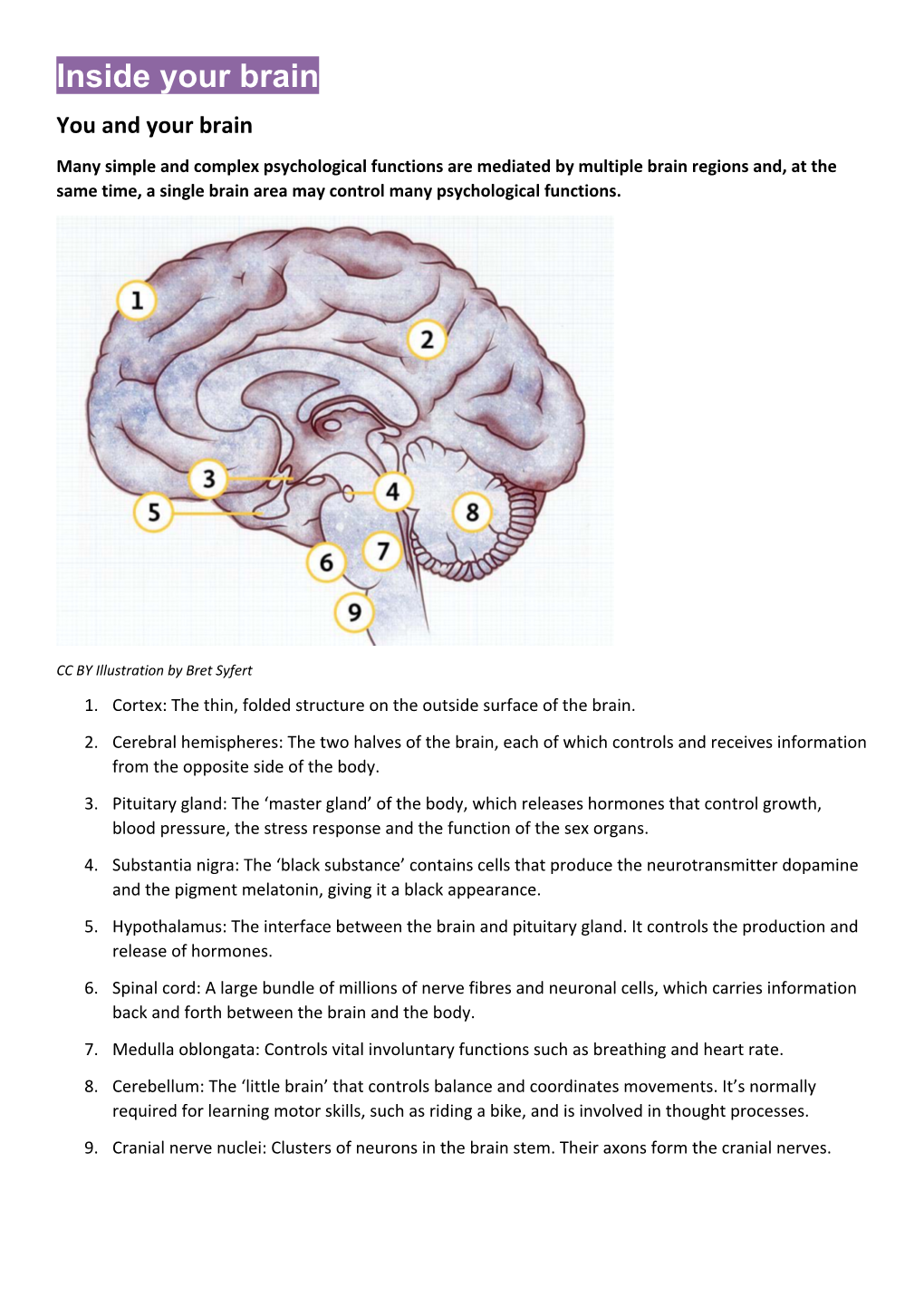 Inside Your Brain You and Your Brain