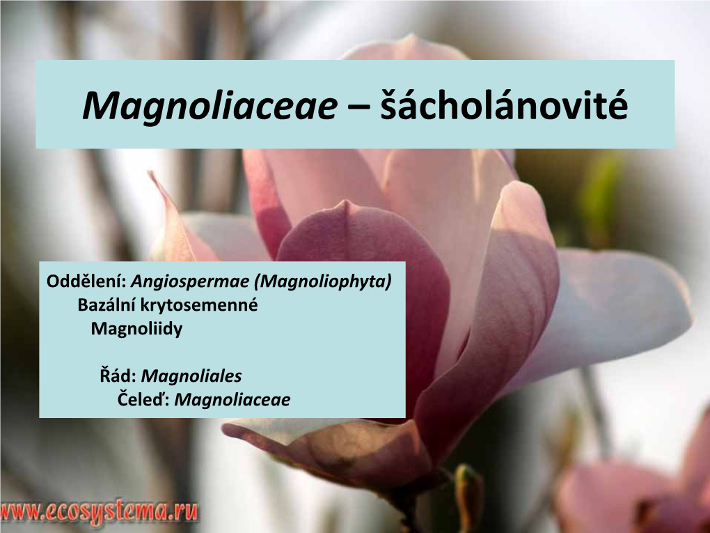 Gyneceum Apokarpní, Plodolistů Mnoho Na Prodlouženém Květním Lůžku