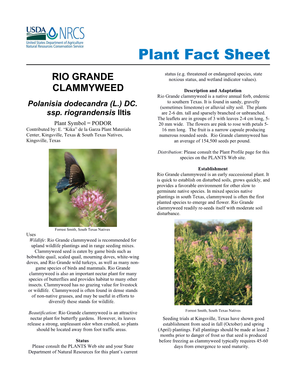 Rio Grande Clammyweed