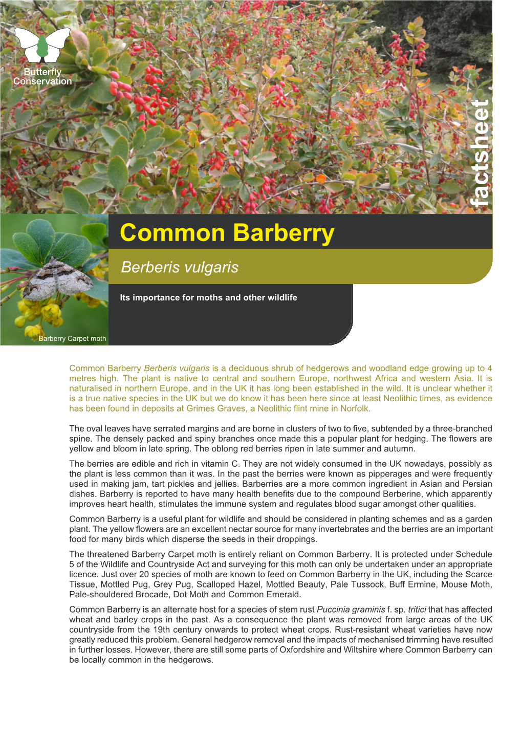 Common Barberry (Berberis Vulgaris)