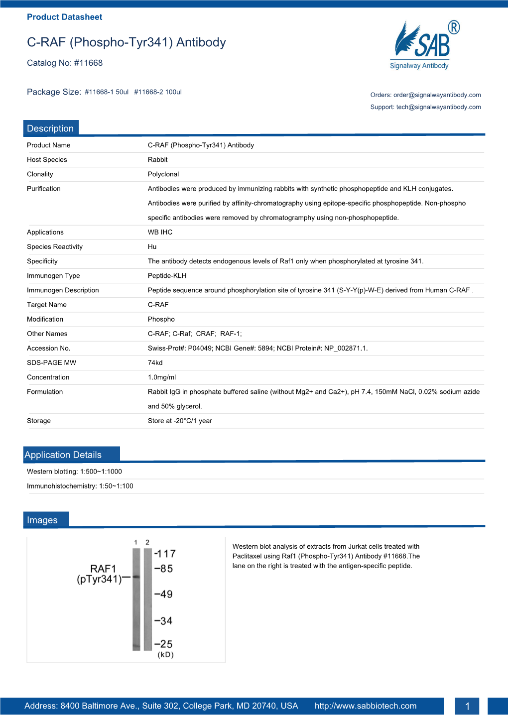 C-RAF (Phospho-Tyr341) Antibody