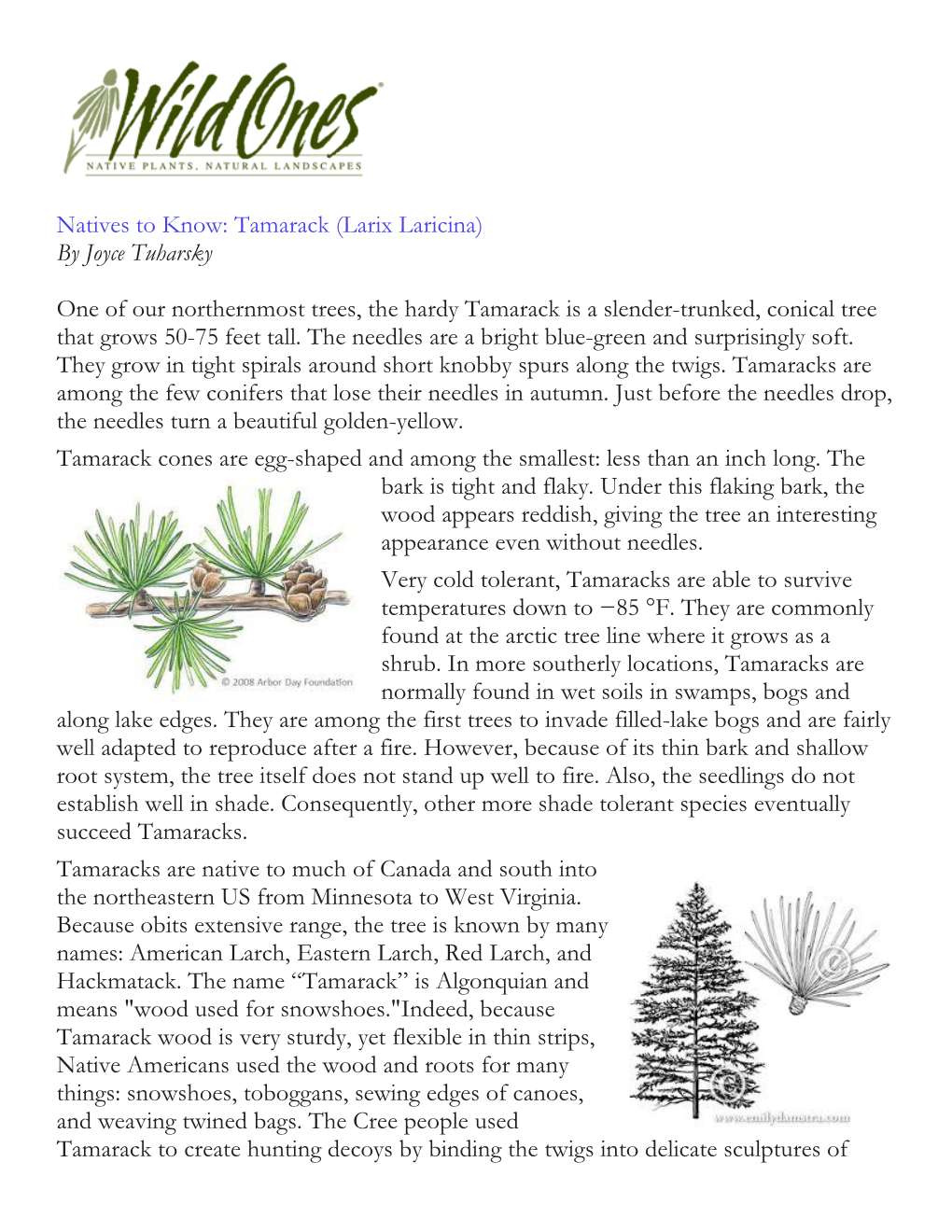 Tamarack (Larix Laricina) by Joyce Tuharsky