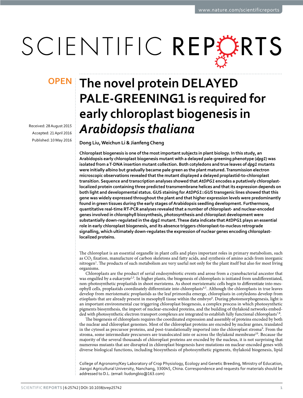 The Novel Protein DELAYED PALE-GREENING1 Is Required For