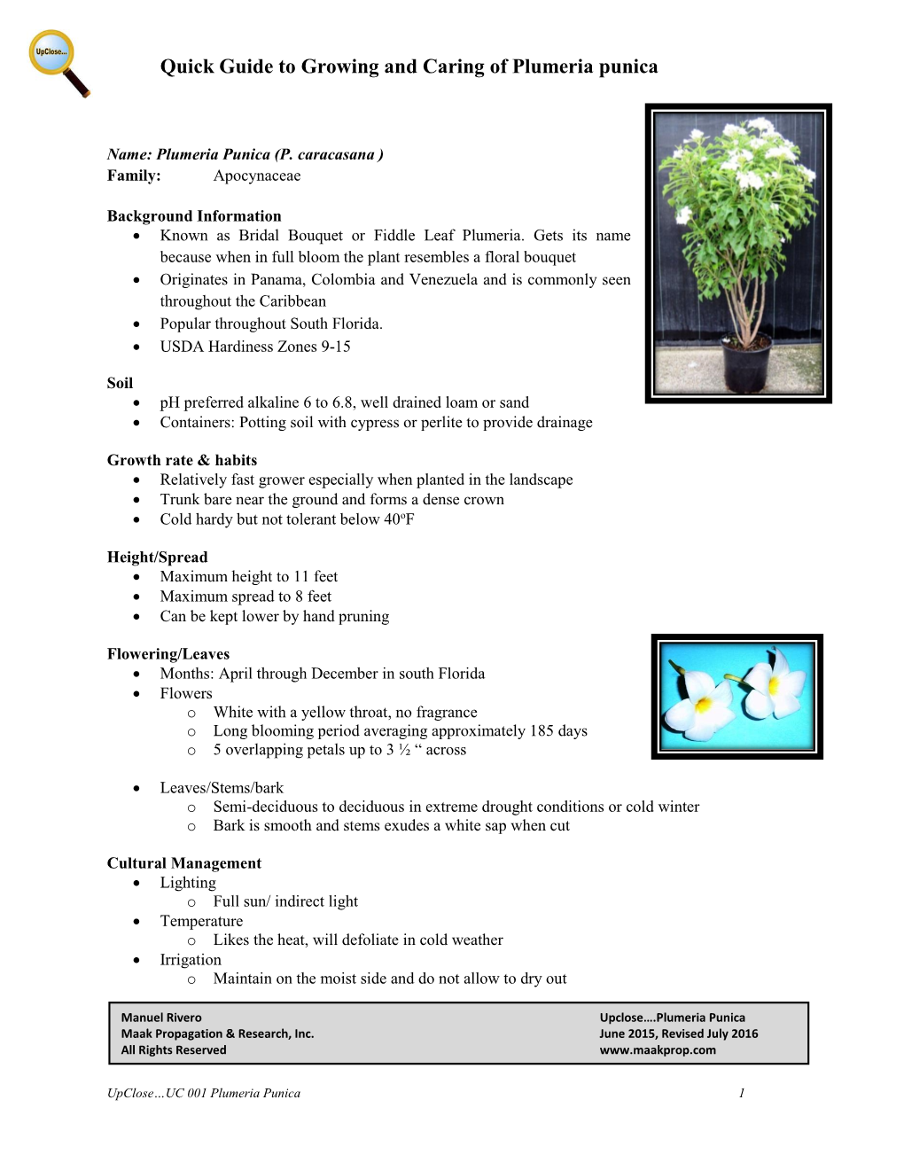 Quick Guide to Growing and Caring of Plumeria Punica