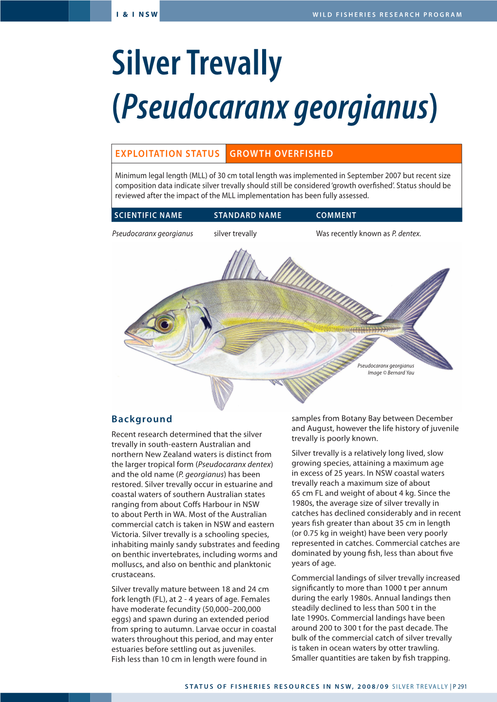 Silver Trevally (Pseudocaranx Georgianus)