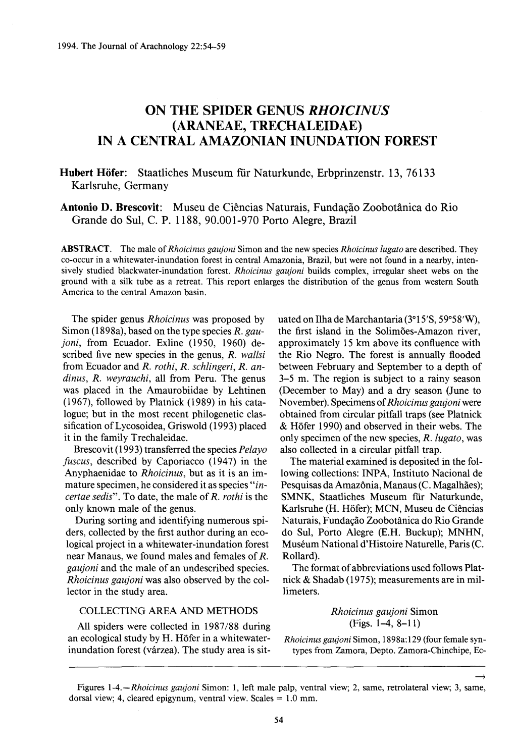 On the Spider Genus Rhoicinus (Araneae, Trechaleidae) in a Central Amazonian Inundation Fores T