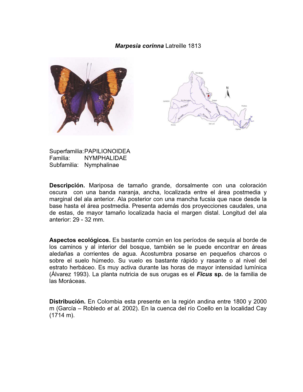 PAPILIONOIDEA Familia: NYMPHALIDAE Subfamilia: Nymphalinae Descripción. Mariposa
