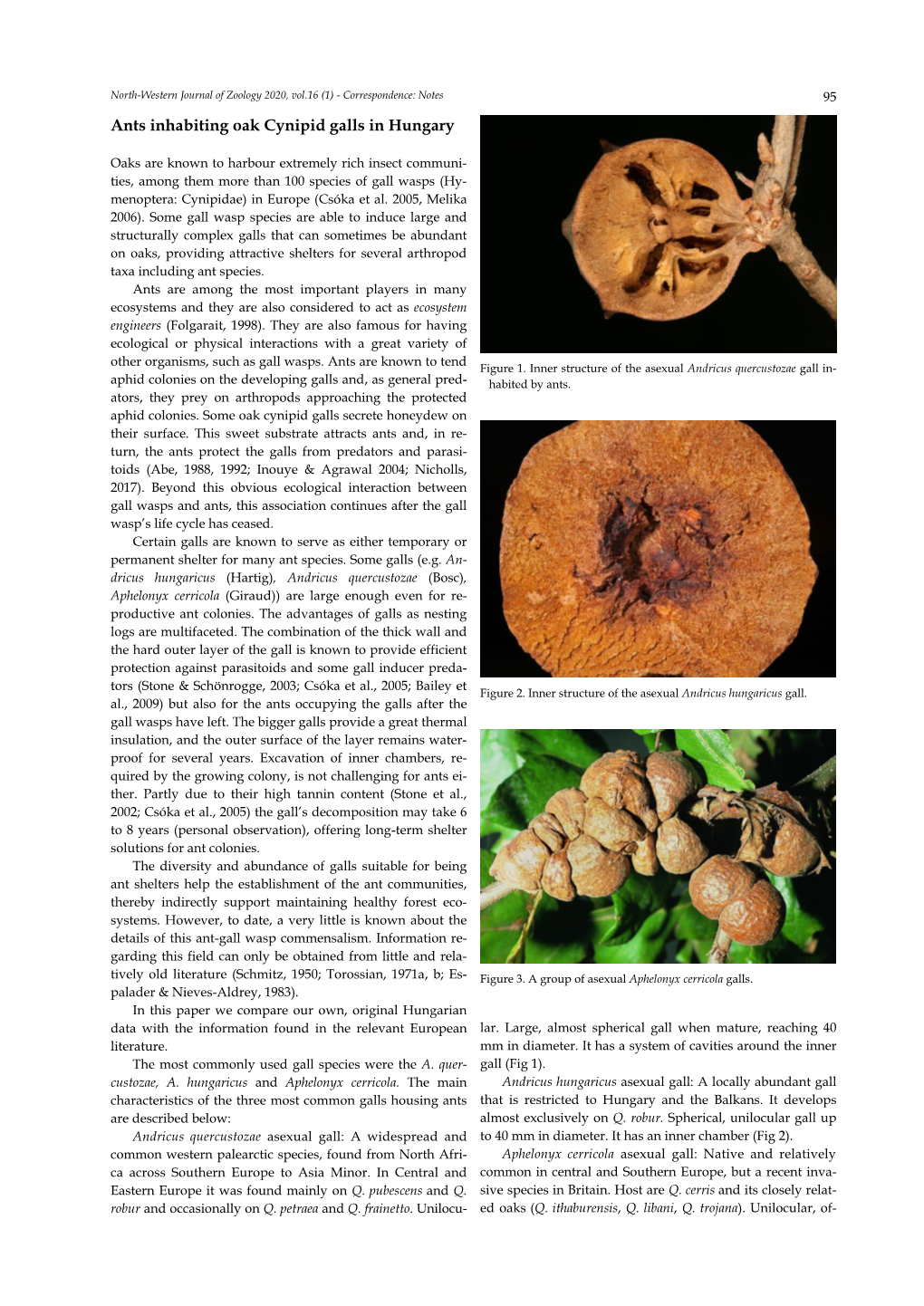 Ants Inhabiting Oak Cynipid Galls in Hungary