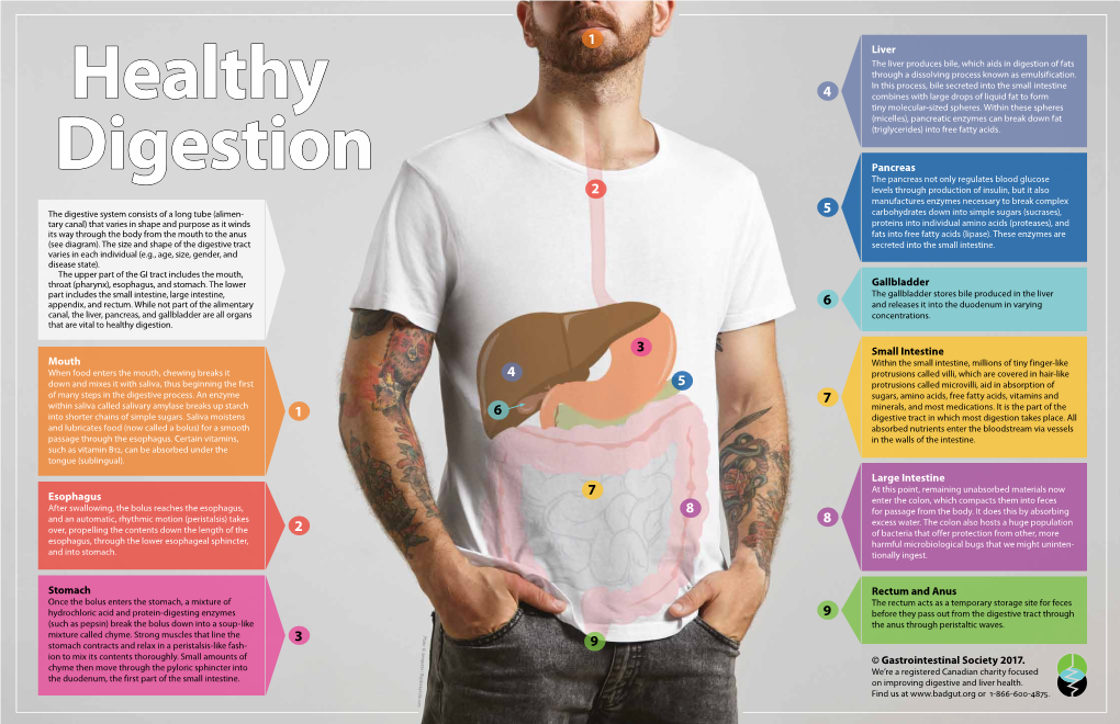 Mouth Esophagus Stomach Rectum and Anus Large Intestine Small