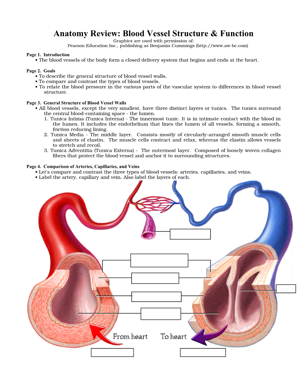 Anatomy Review: Blood Vessel Structure & Function