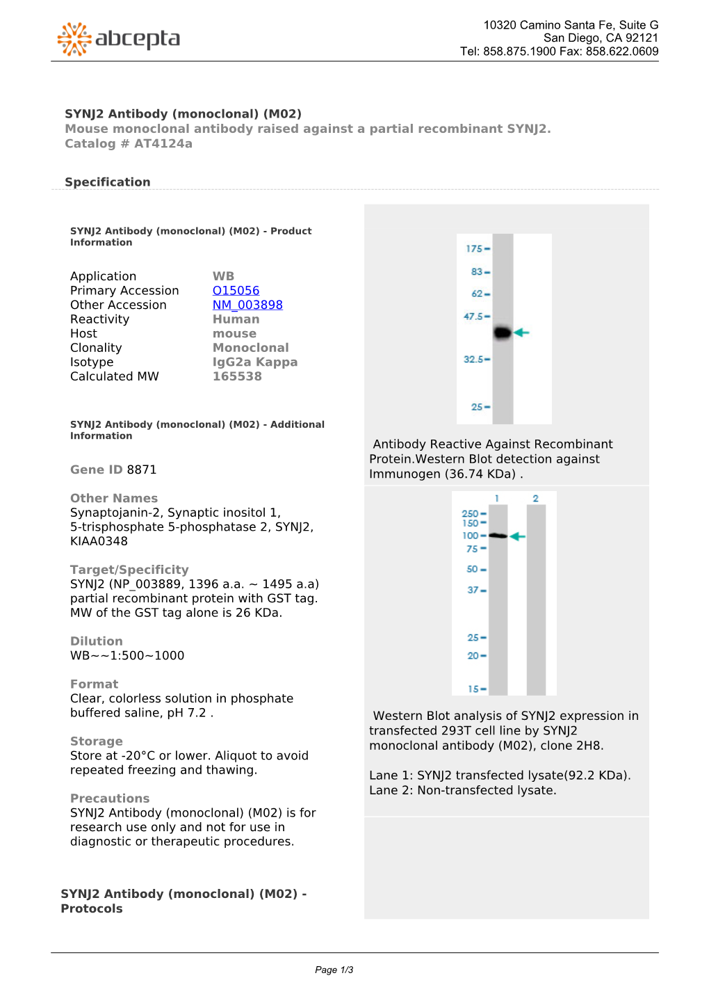 SYNJ2 Antibody (Monoclonal) (M02) Mouse Monoclonal Antibody Raised Against a Partial Recombinant SYNJ2