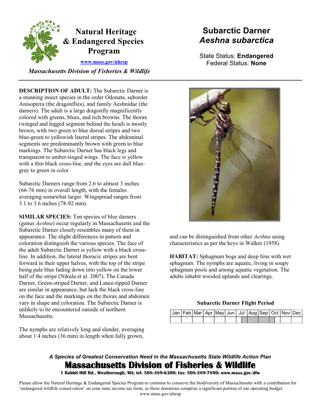 Subarctic Darner Aeshna Subarctica