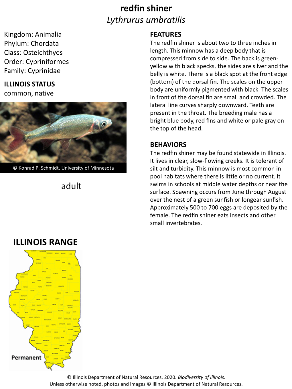 Redfin Shiner Lythrurus Umbratilis Kingdom: Animalia FEATURES Phylum: Chordata the Redﬁn Shiner Is About Two to Three Inches in Class: Osteichthyes Length
