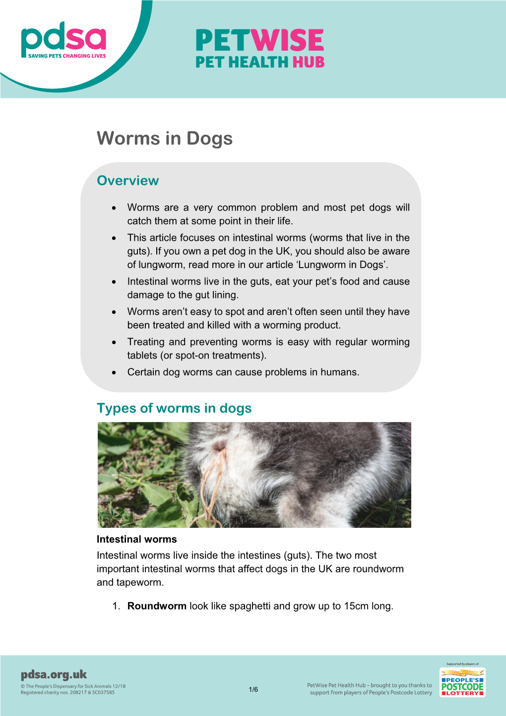 Worms in Dogs