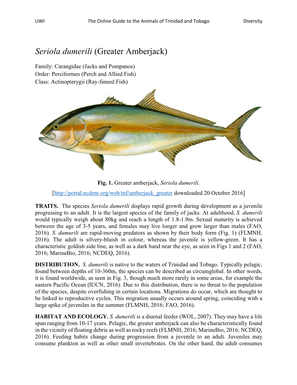 Seriola Dumerili (Greater Amberjack)