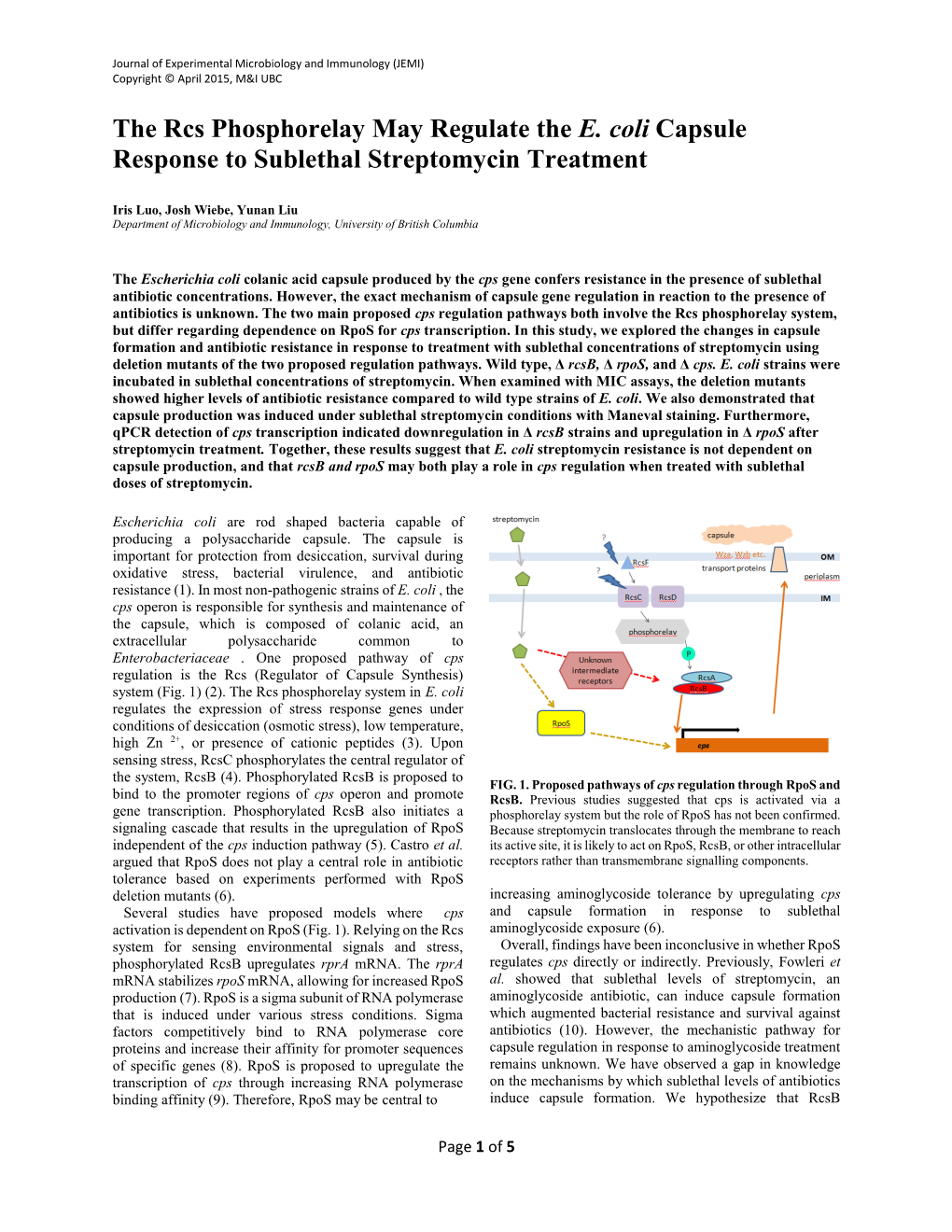The Rcs Phosphorelay May Regulate the E. Coli Capsule Response to Sublethal Streptomycin Treatment
