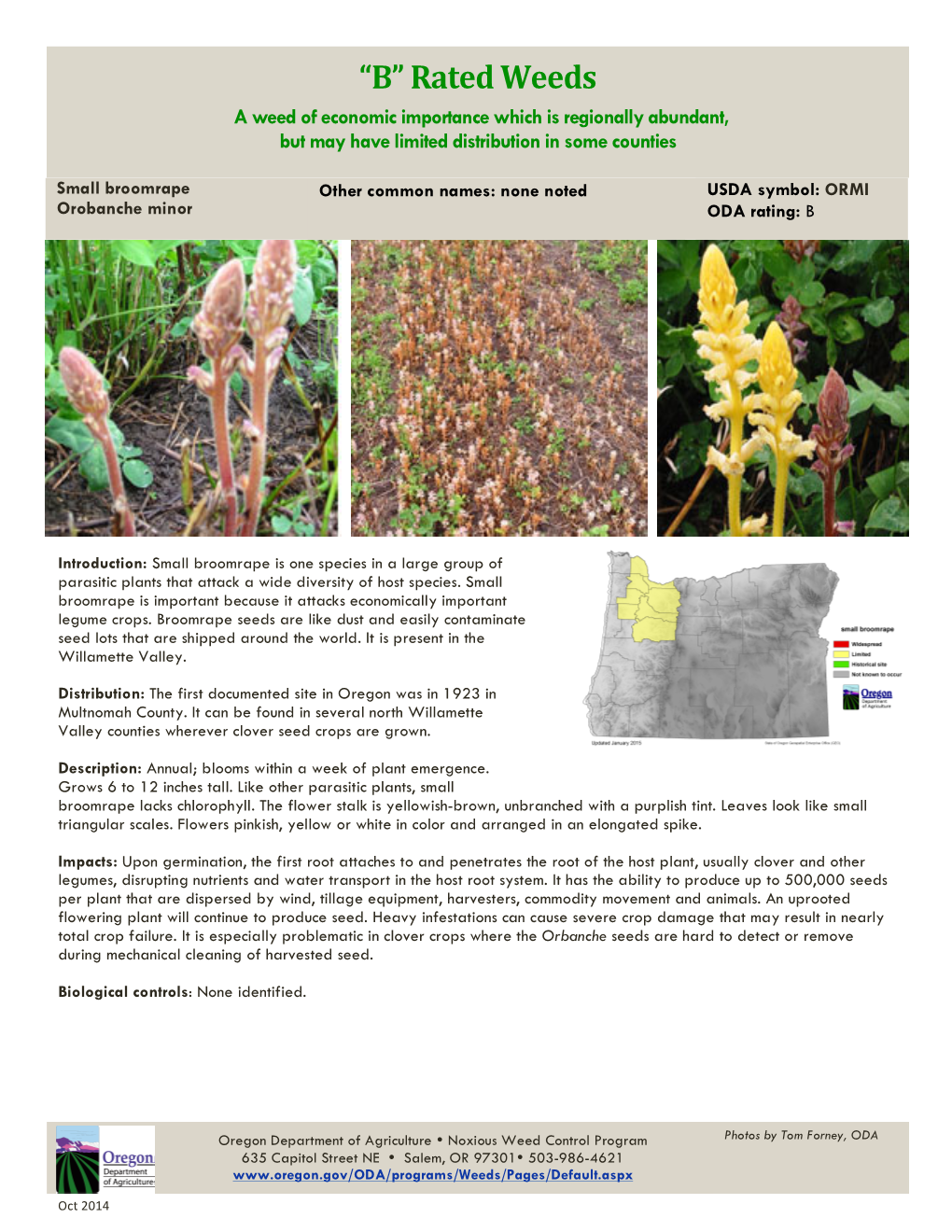 Small Broomrape Orobanche Minor