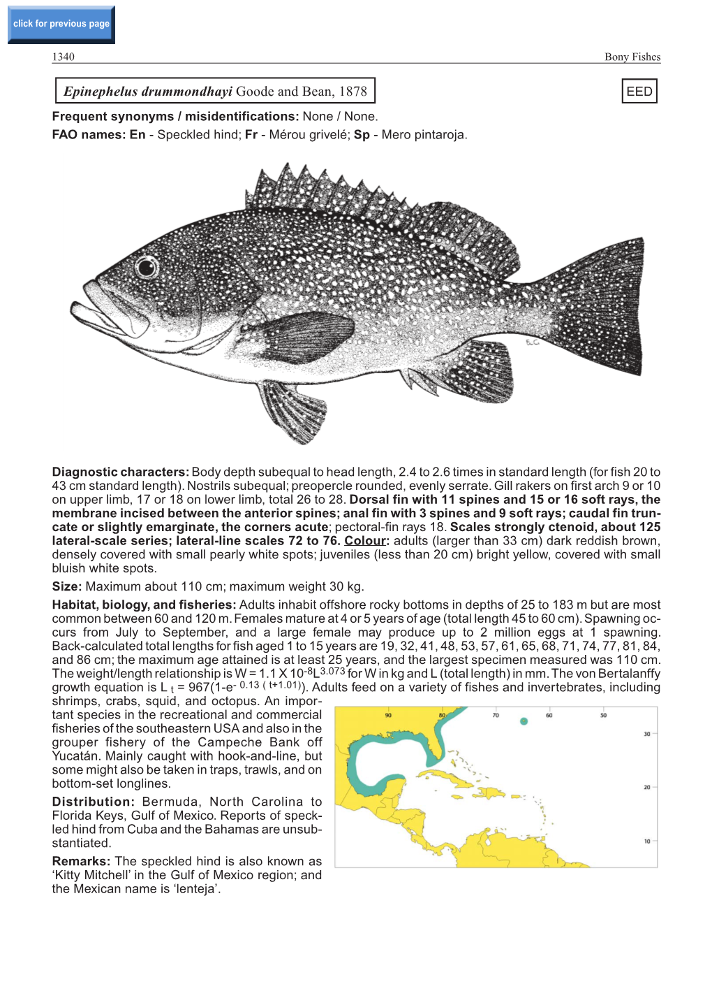 Epinephelus Drummondhayi Goode and Bean, 1878 EED Frequent Synonyms / Misidentifications: None / None