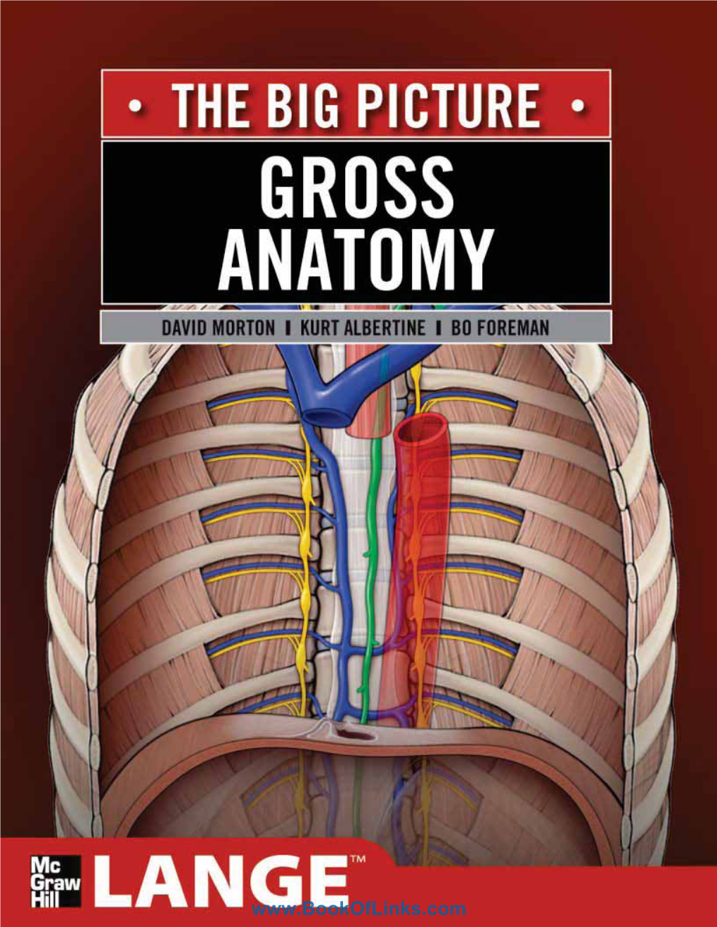 Gross Anatomy