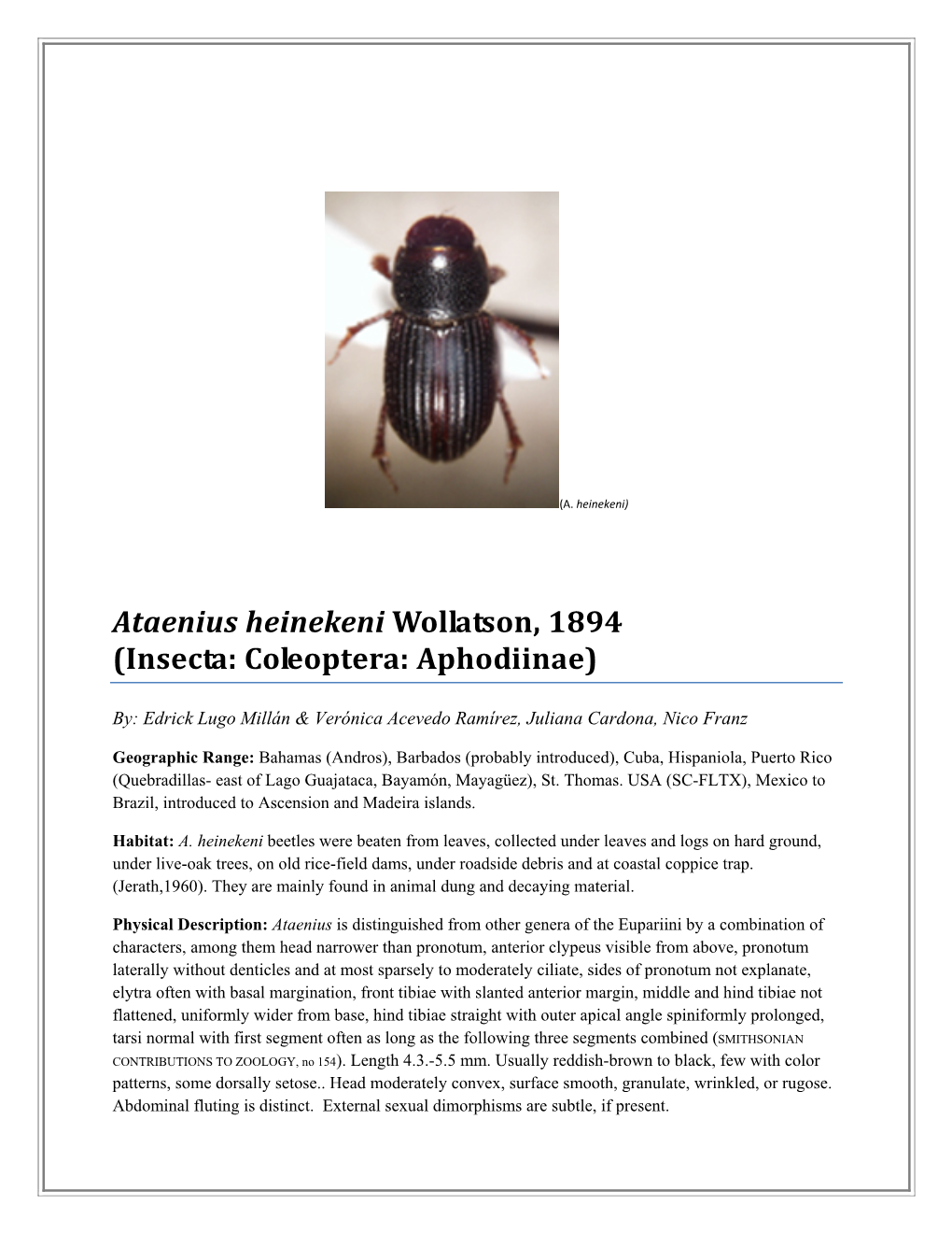 Ataenius Heinekeni Wollatson, 1894 (Insecta: Coleoptera: Aphodiinae)