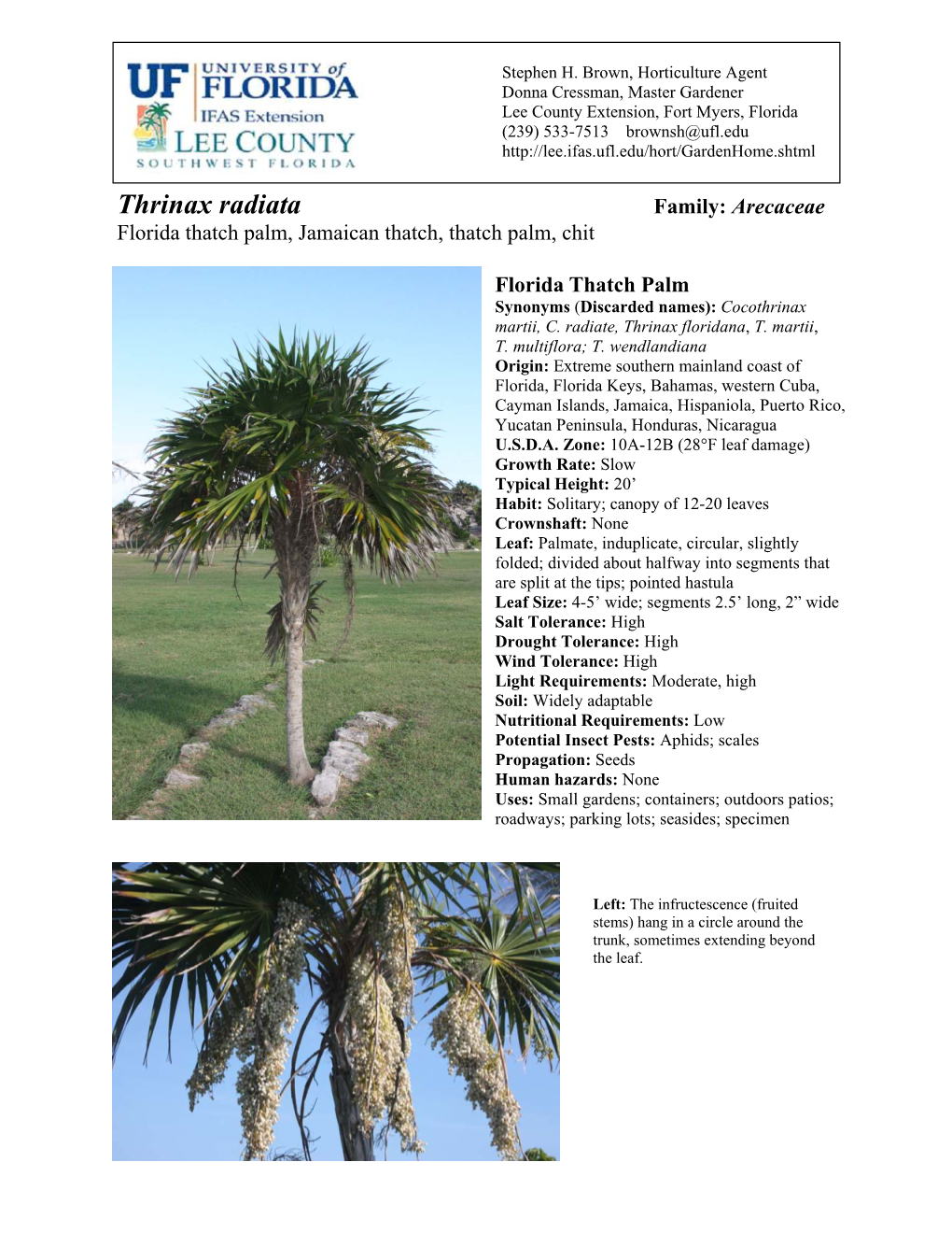 Thrinax Radiata Family: Arecaceae Florida Thatch Palm, Jamaican Thatch, Thatch Palm, Chit