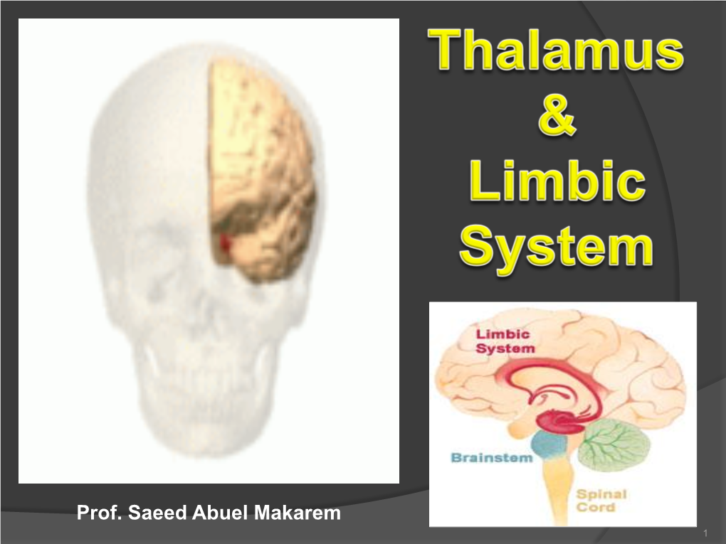 Thalamus and Limbic System