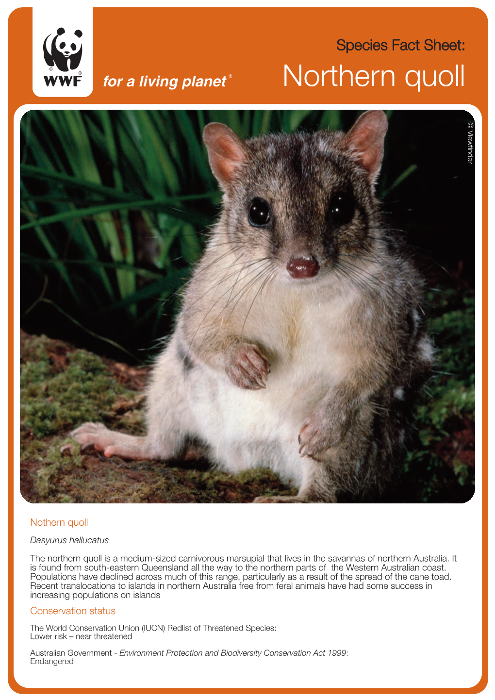 Northern Quoll ©