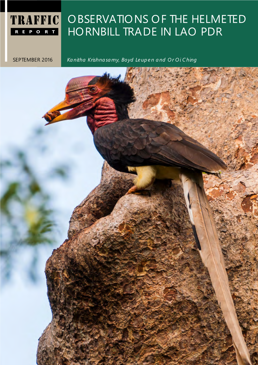 Observations of the Helmeted Hornbill Trade in Lao PDR 1 TRAFFIC REPORT
