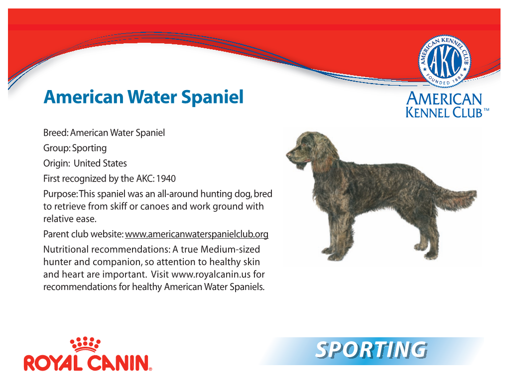 American Water Spaniel