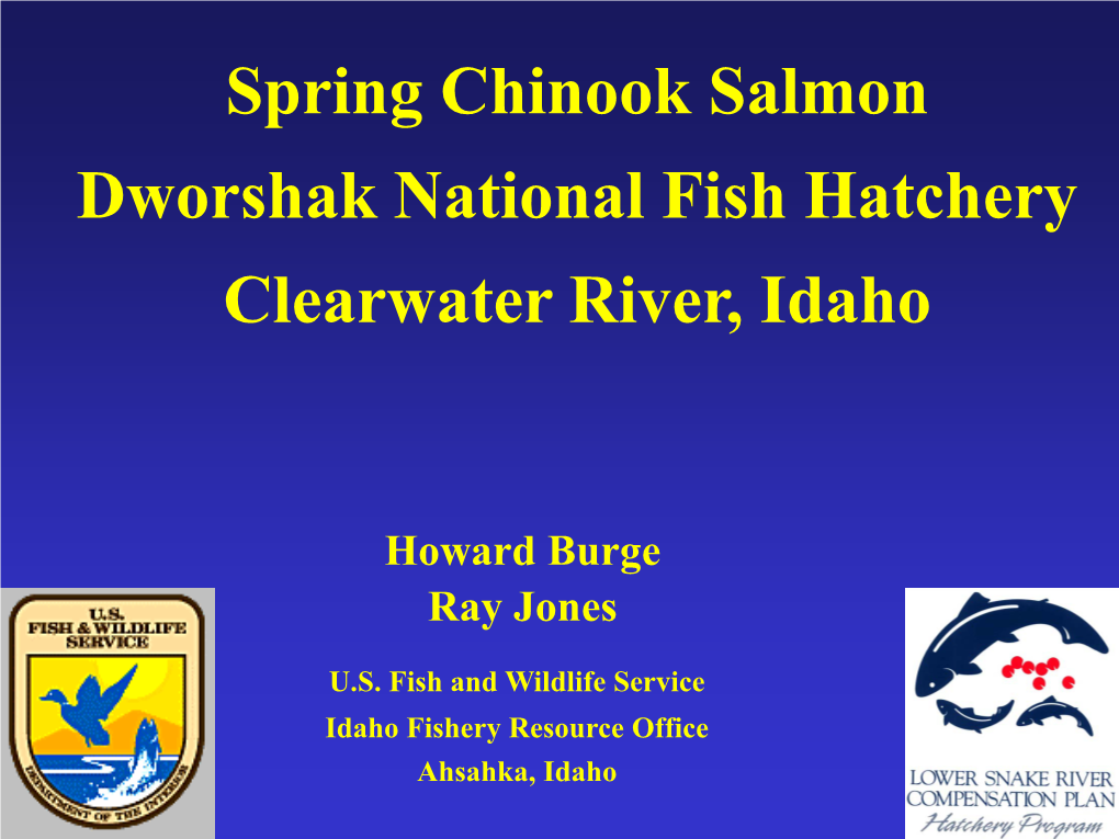Spring Chinook Salmon Dworshak National Fish Hatchery Clearwater River, Idaho