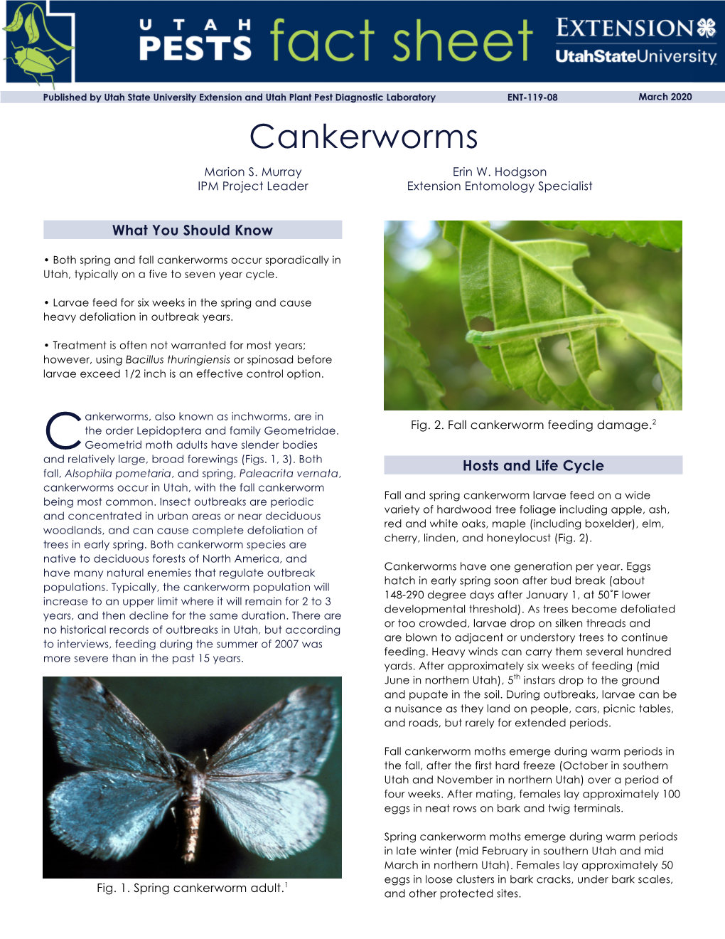 Cankerworms Marion S