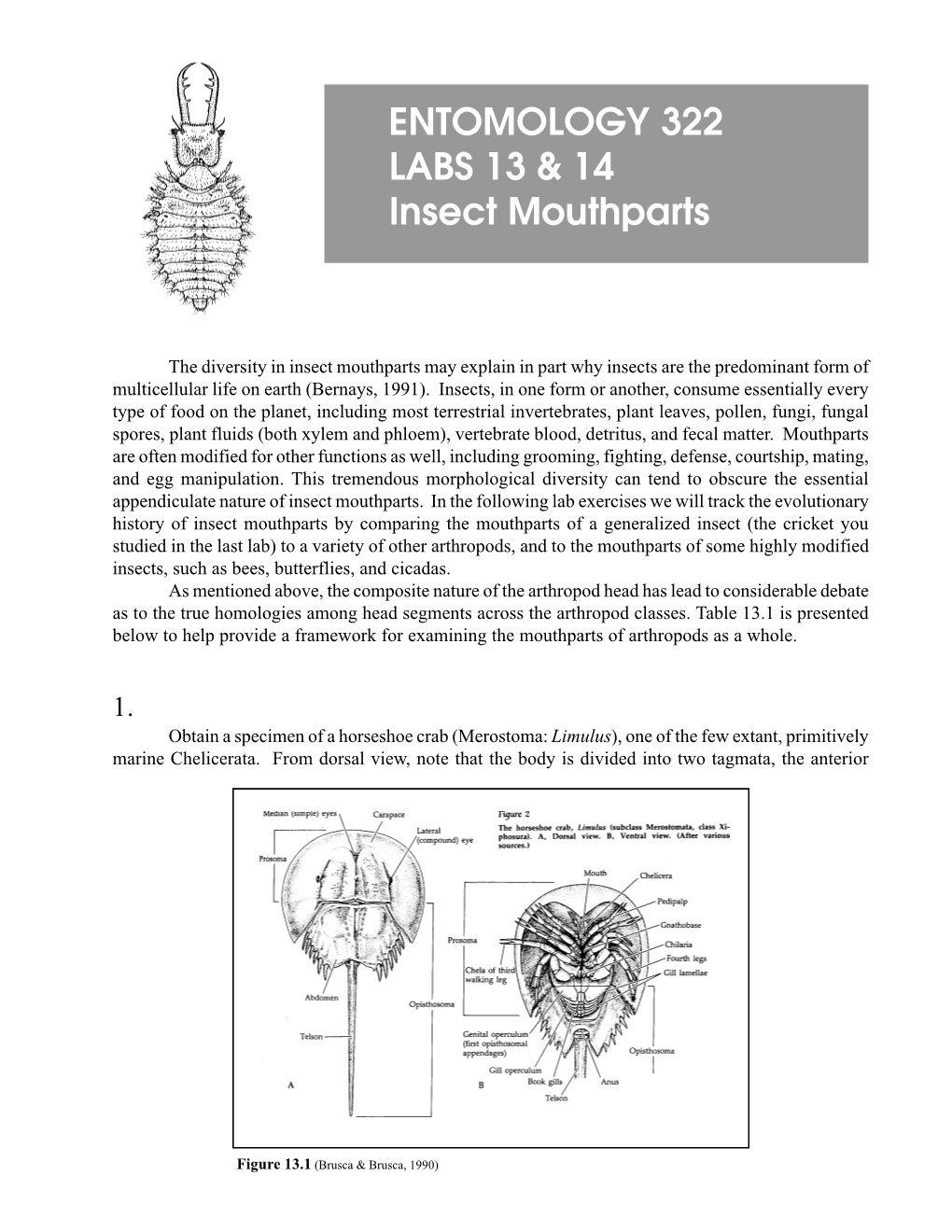 ENTOMOLOGY 322 LABS 13 & 14 Insect Mouthparts