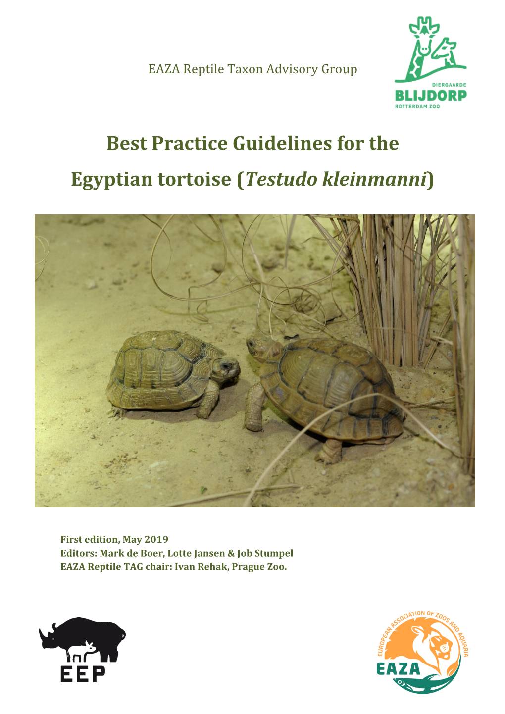 Egyptian Tortoise (Testudo Kleinmanni)