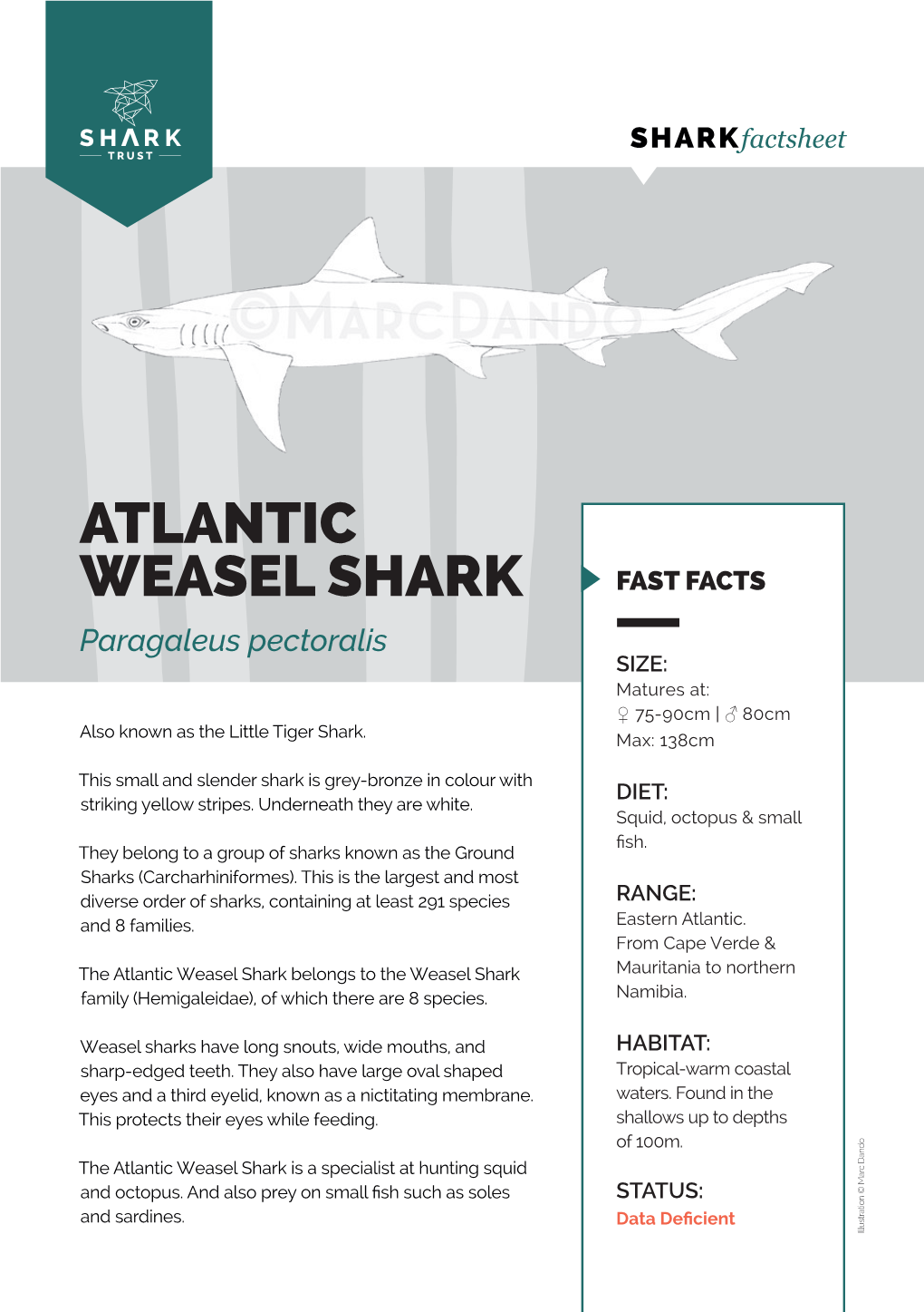 ATLANTIC WEASEL SHARK FAST FACTS Paragaleus Pectoralis SIZE: Matures At: ♀ 75-90Cm | ♂ 80Cm Also Known As the Little Tiger Shark