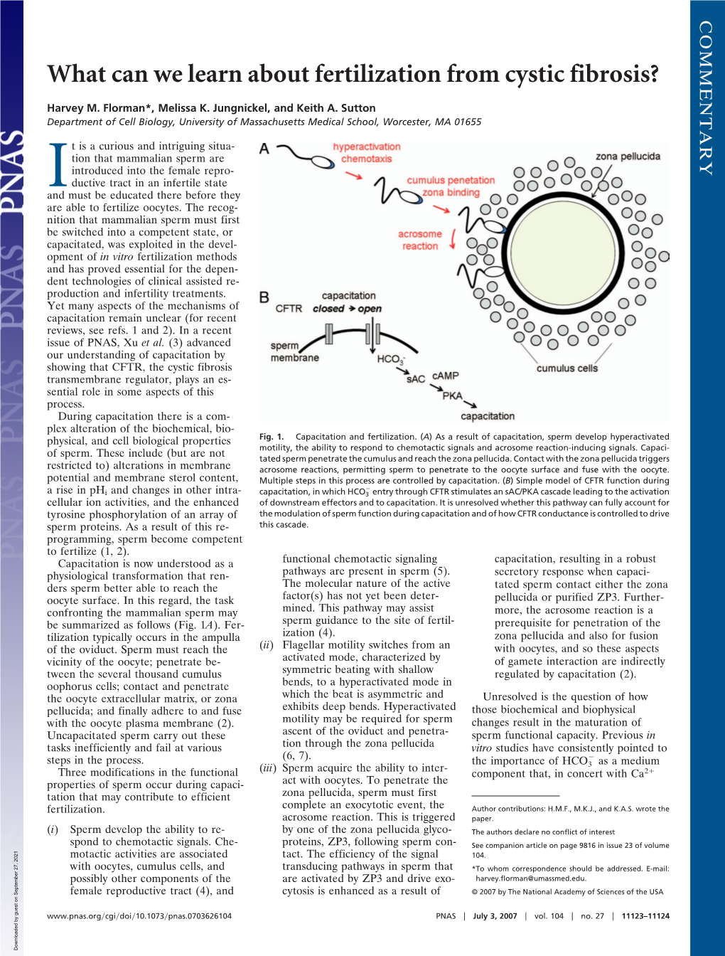 What Can We Learn About Fertilization from Cystic Fibrosis?