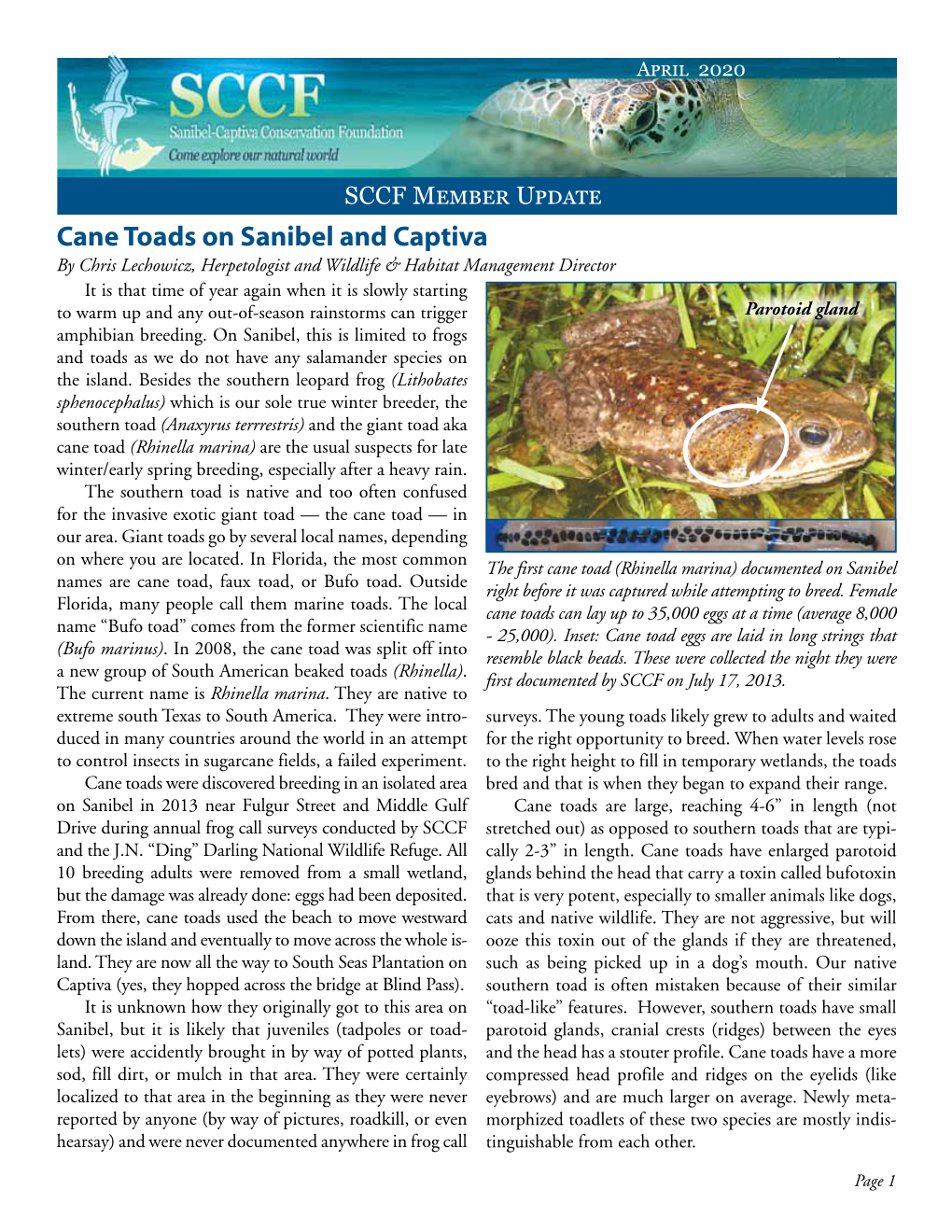 Cane Toads on Sanibel and Captiva