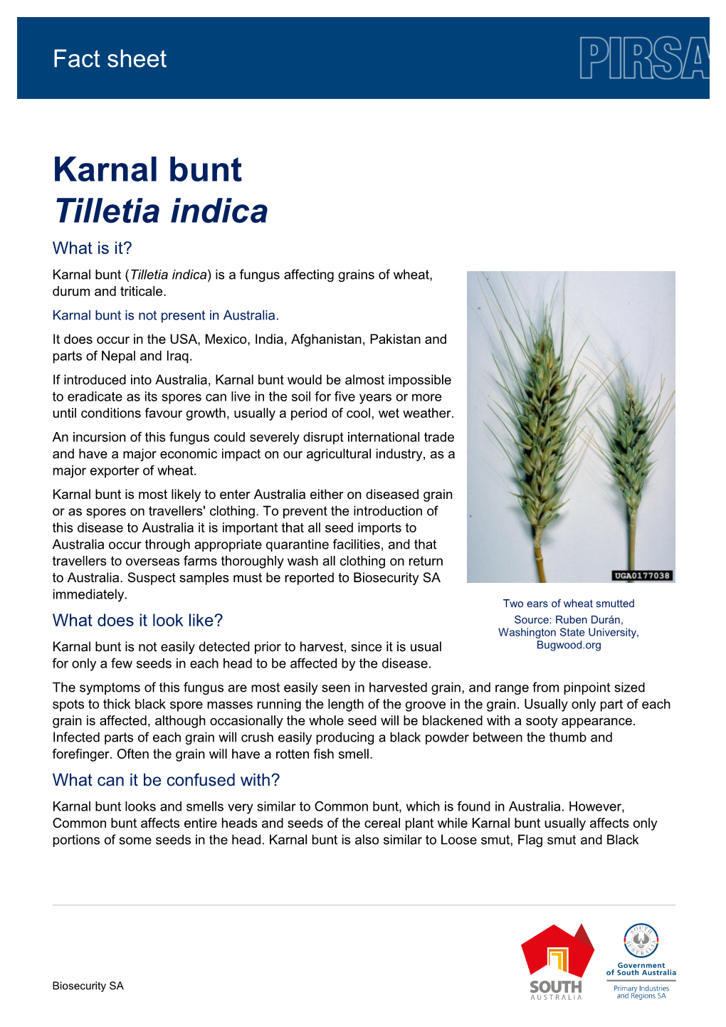 Karnal Bunt Tilletia Indica What Is It? Karnal Bunt (Tilletia Indica) Is a Fungus Affecting Grains of Wheat, Durum and Triticale