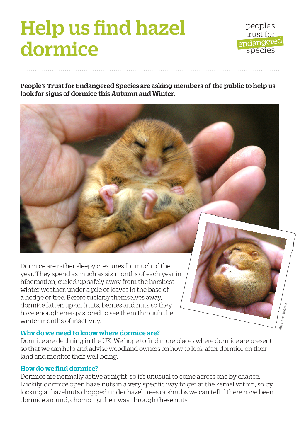 Help Us Find Hazel Dormice