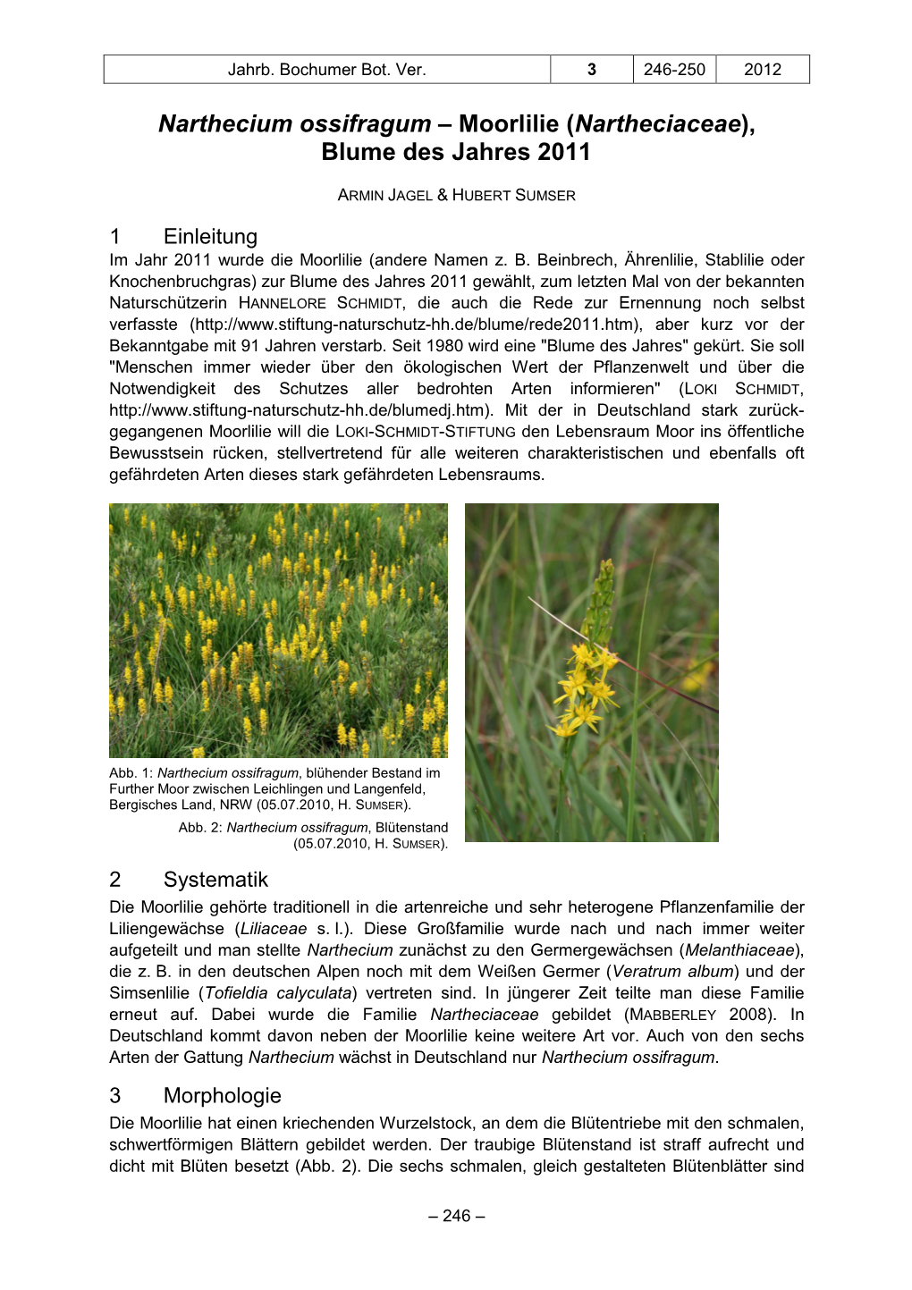 Narthecium Ossifragum – Moorlilie (Nartheciaceae), Blume Des Jahres