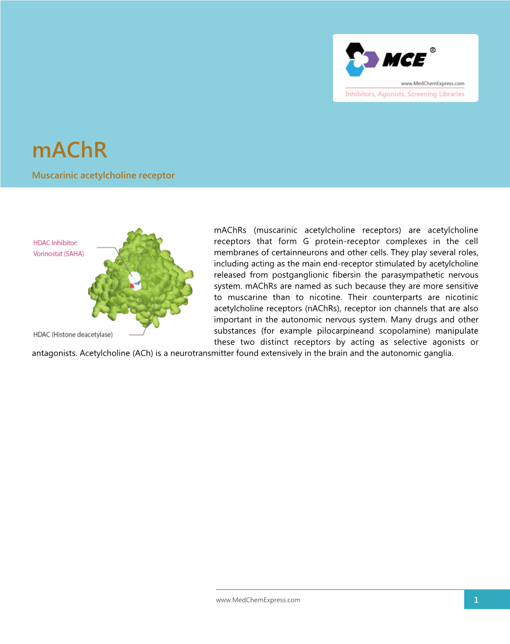 Muscarinic Acetylcholine Receptor