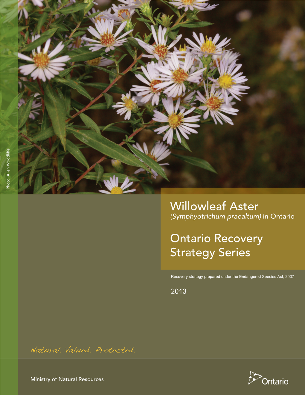Willowleaf Aster (Symphyotrichum Praealtum) in Ontario