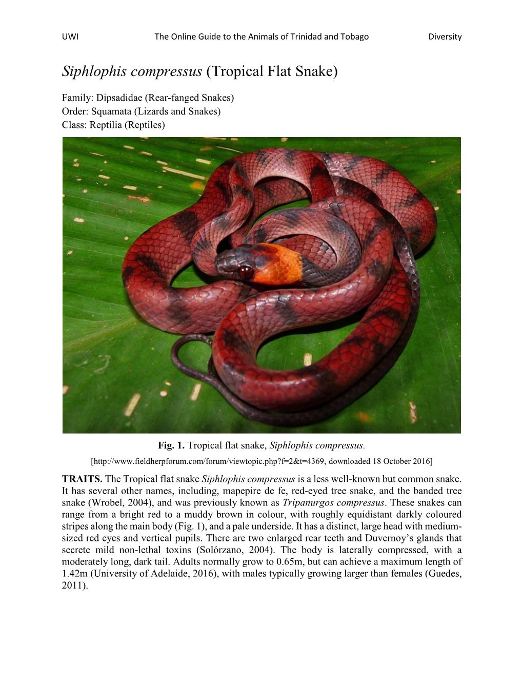 Siphlophis Compressus (Tropical Flat Snake)