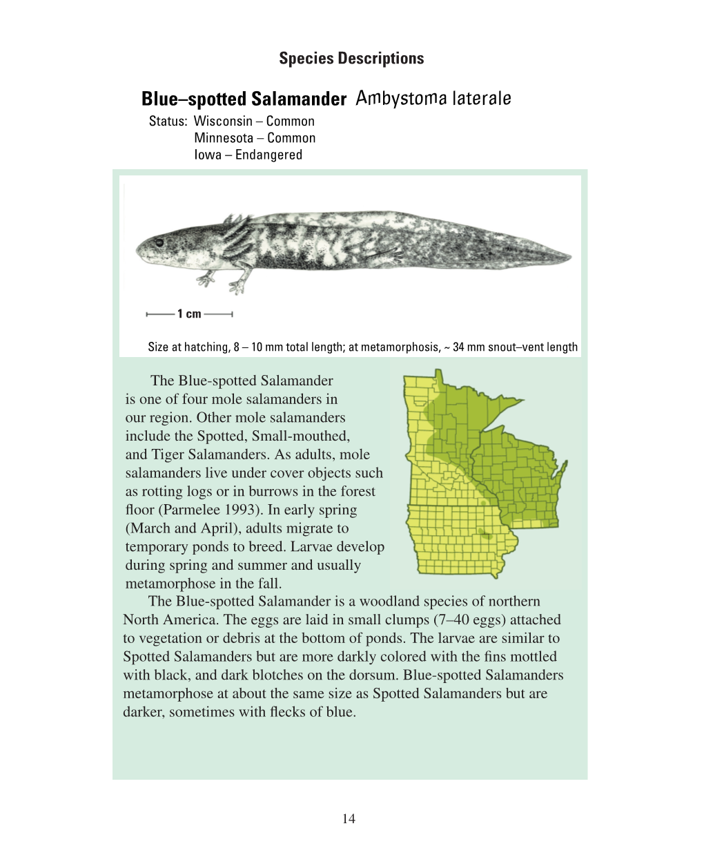 Blue–Spotted Salamander Ambystoma Laterale Status: Wisconsin – Common Minnesota – Common Iowa – Endangered