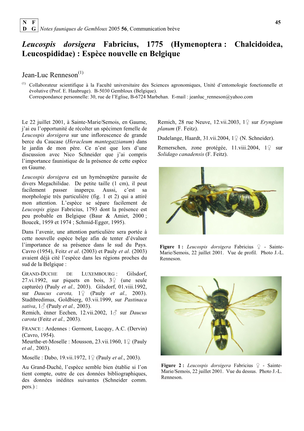 Leucospis Dorsigera Fabricius, 1775 (Hymenoptera : Chalcidoidea, Leucospididae) : Espèce Nouvelle En Belgique
